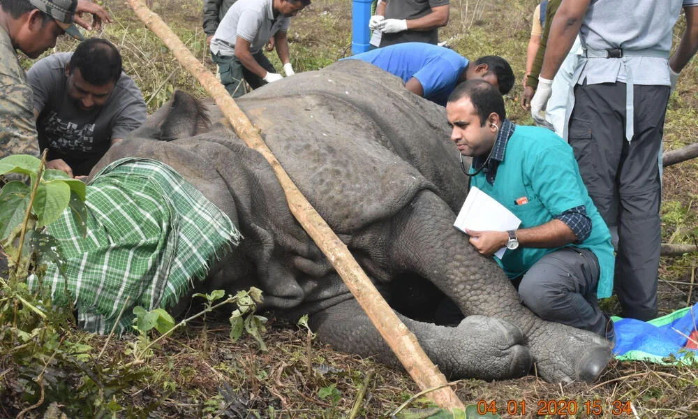 Wildlife Rescue & Rehabilitation